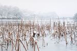 杭州西湖断桥残雪