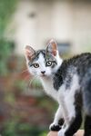 小猫