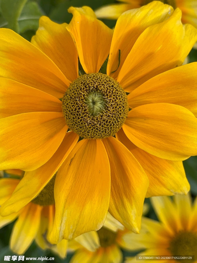 金光菊