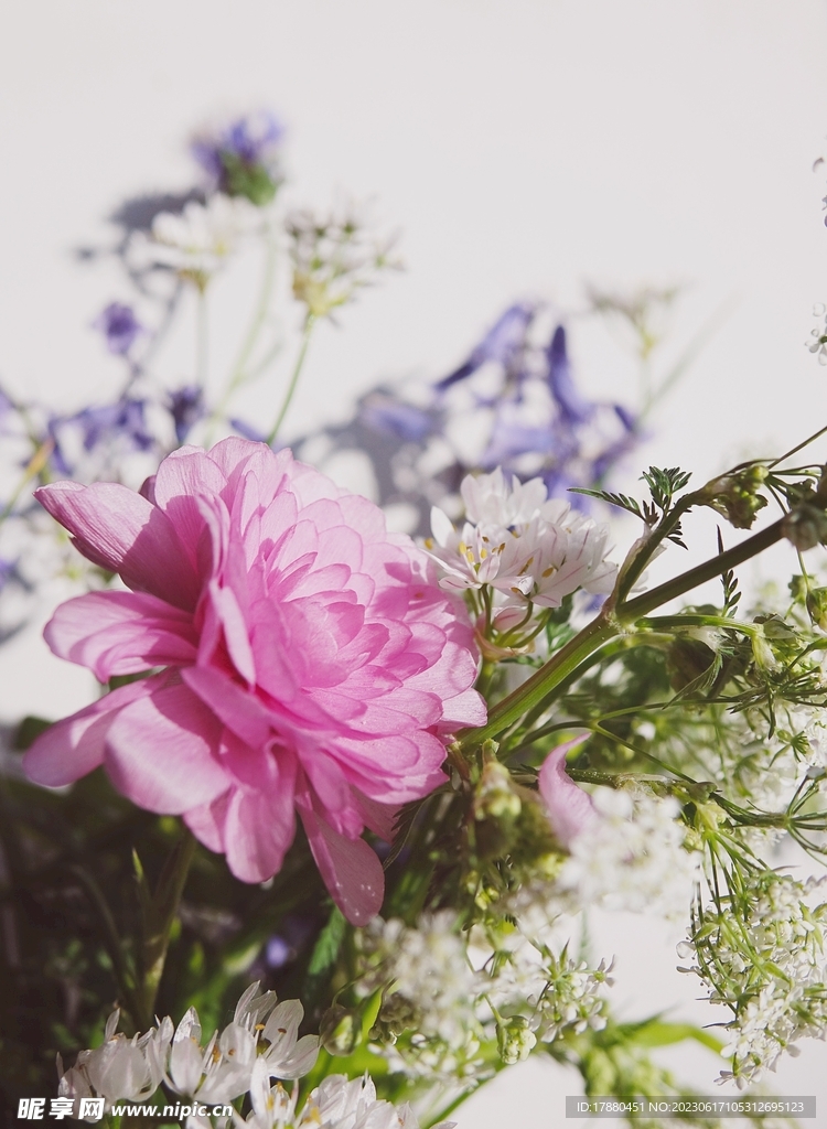 花毛茛