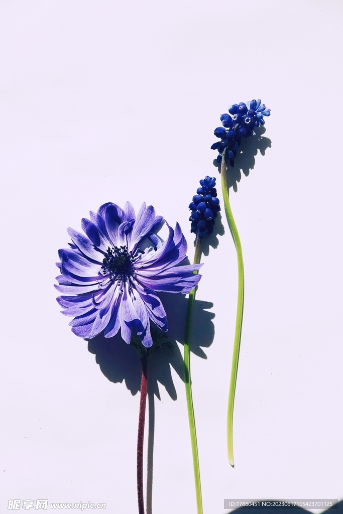 花毛茛