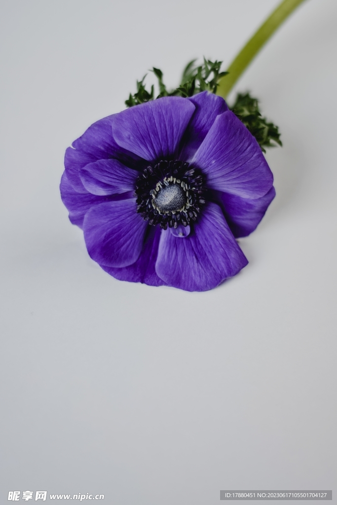 银莲花