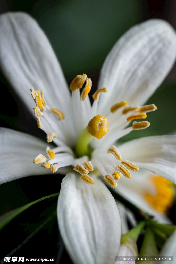 柑橘花