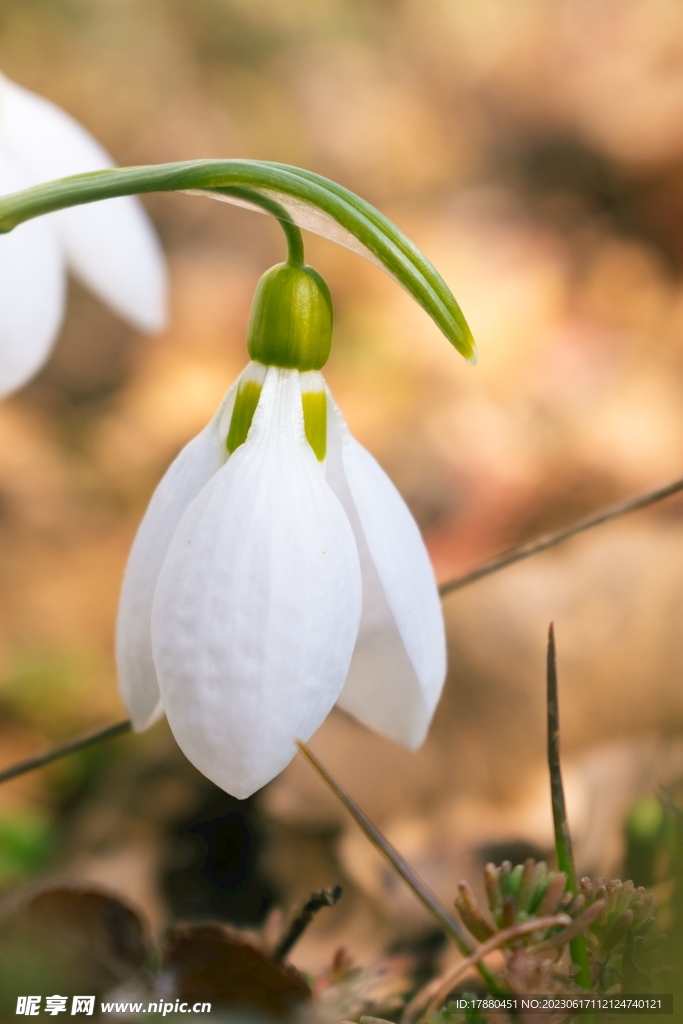 夏雪片莲