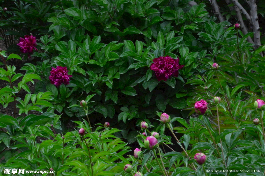 芍药花