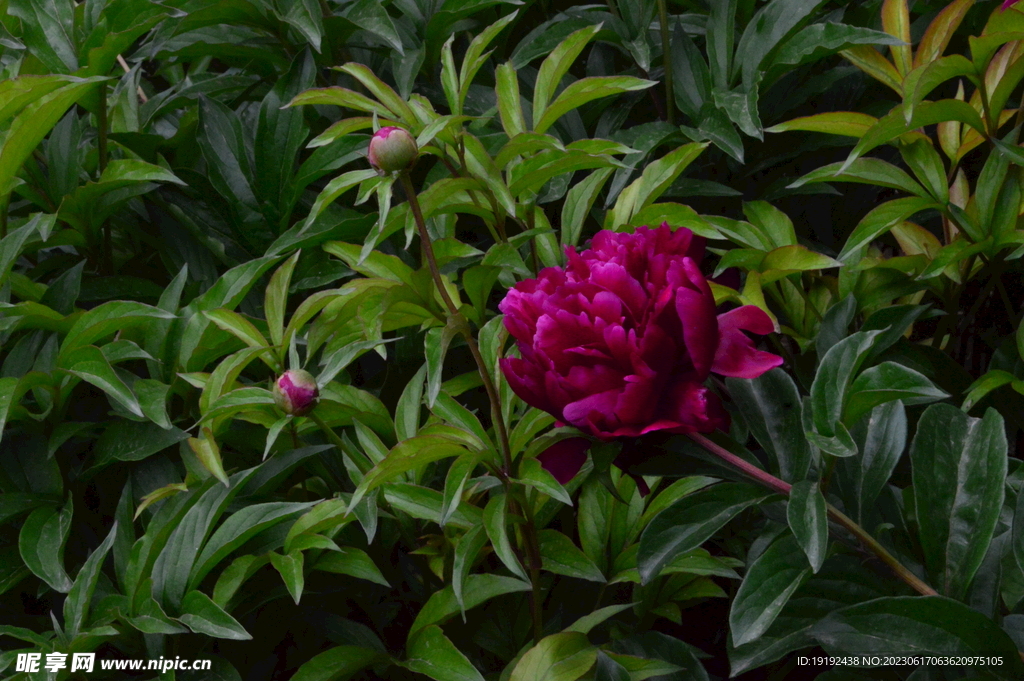 芍药花 