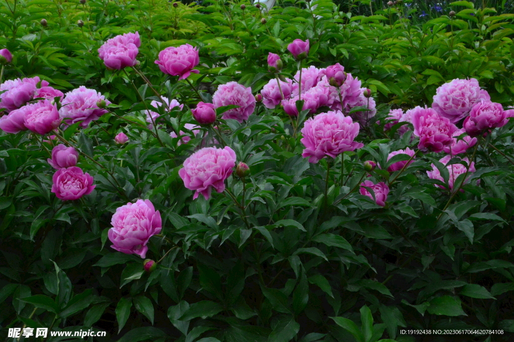 芍药花 
