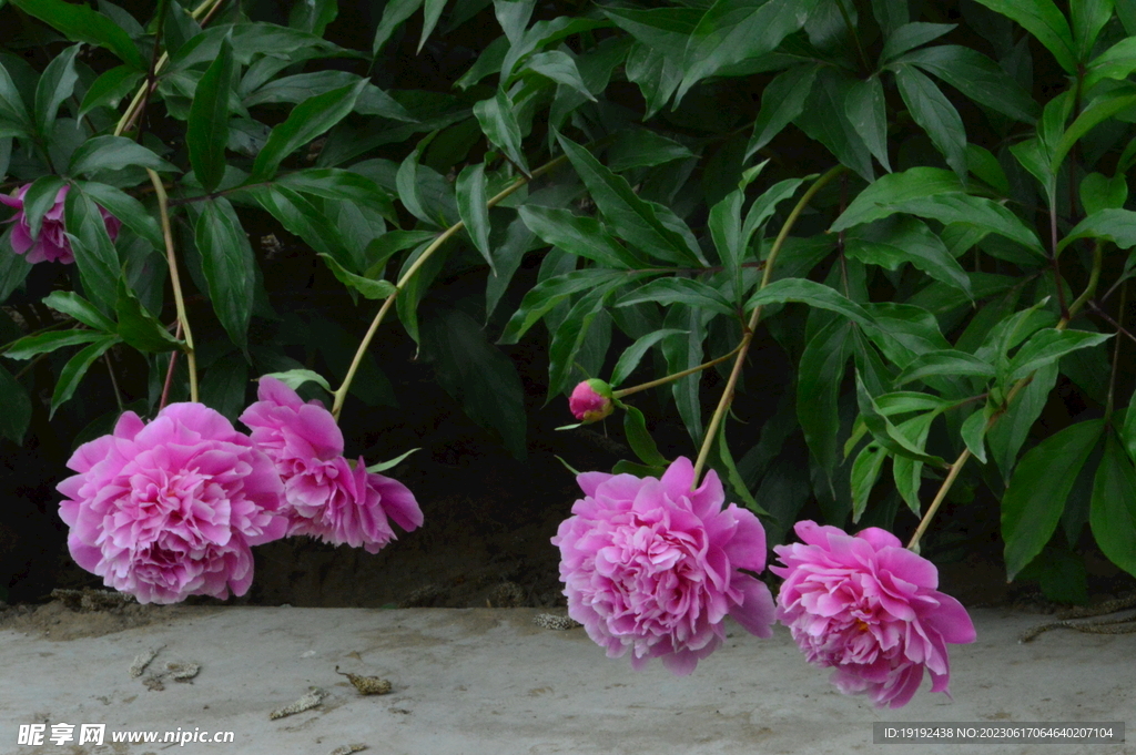芍药花 