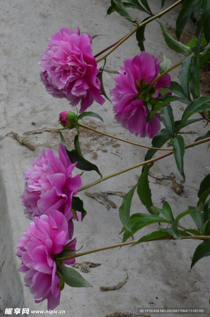 芍药花 