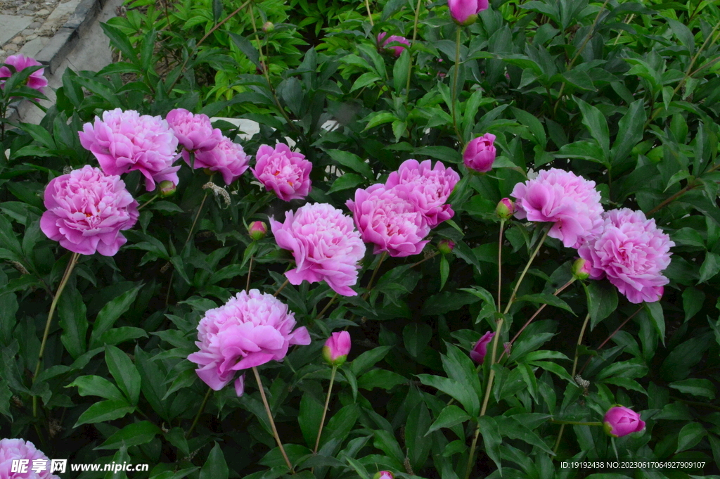 芍药花 