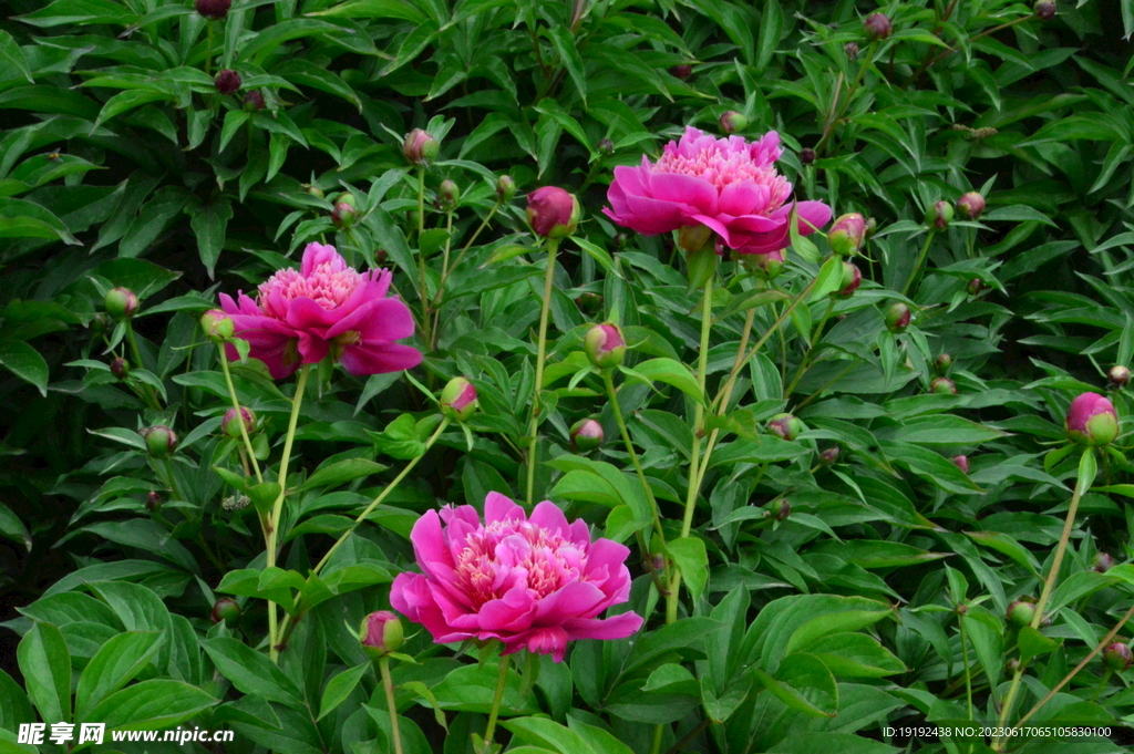 芍药花 