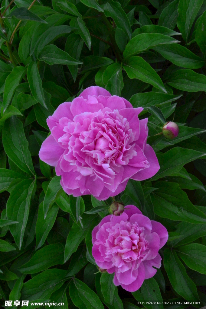 芍药花 