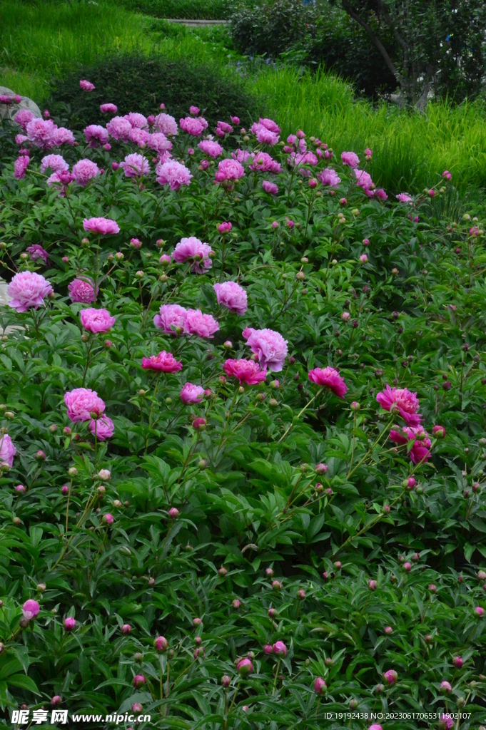 芍药花 