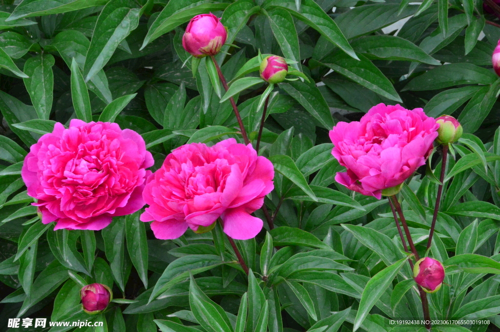 芍药花  