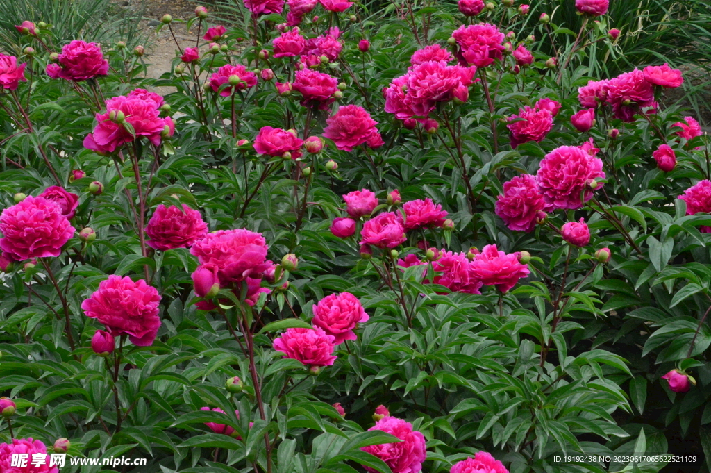 芍药花