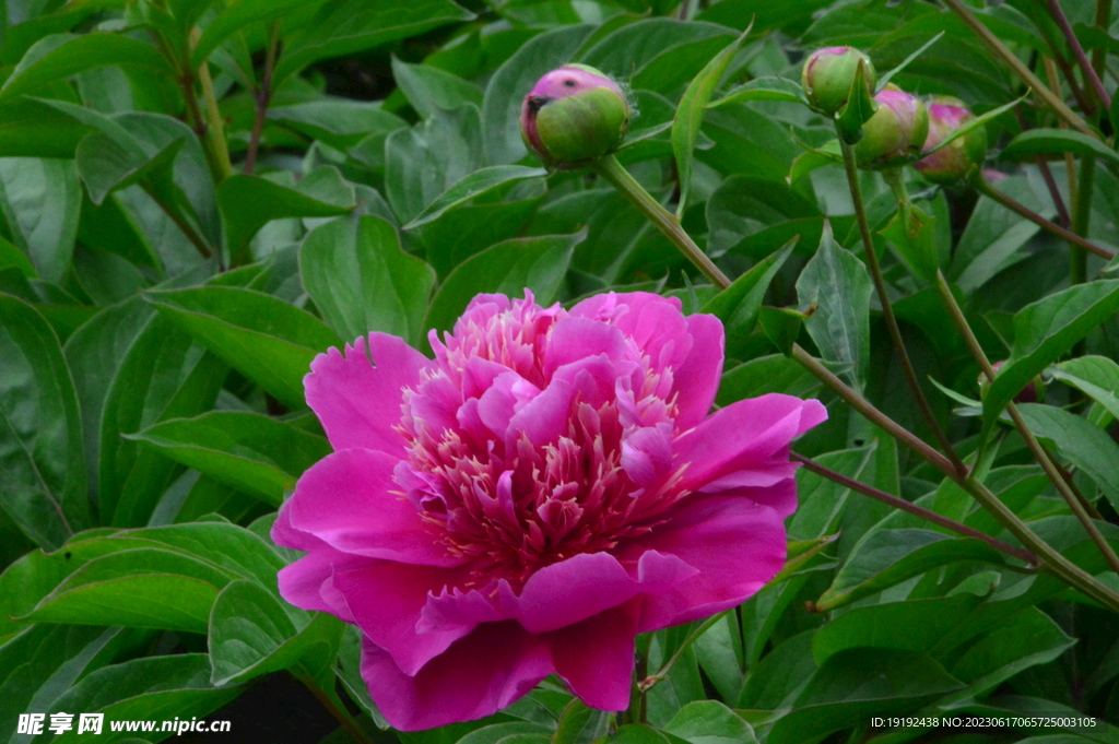 芍药花