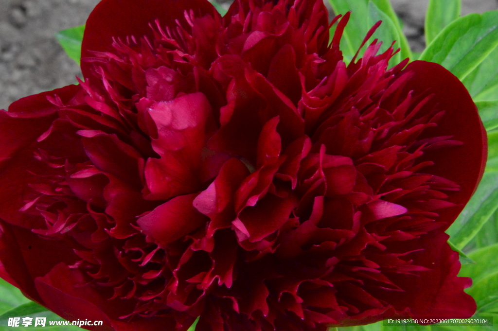 芍药花