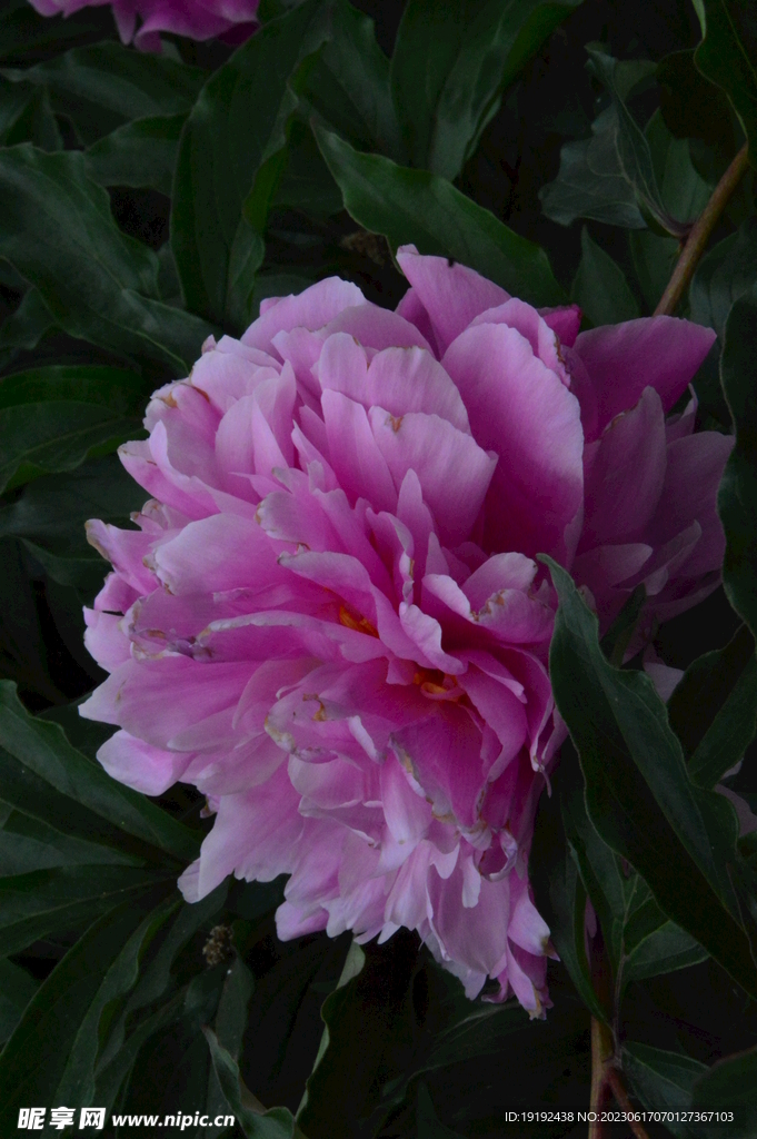 芍药花 