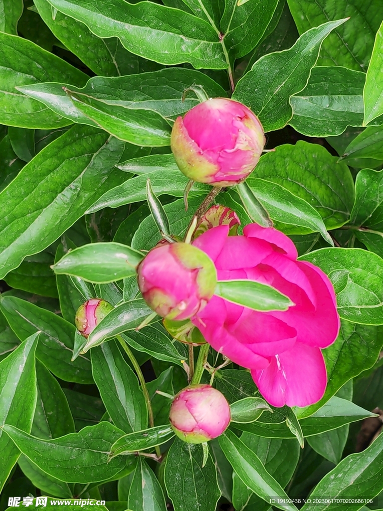 芍药花 