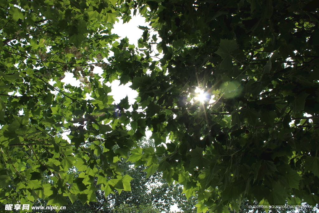  阳光透过树冠 