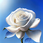 白色逼真的带水珠的玫瑰花，后面是蓝色的天空