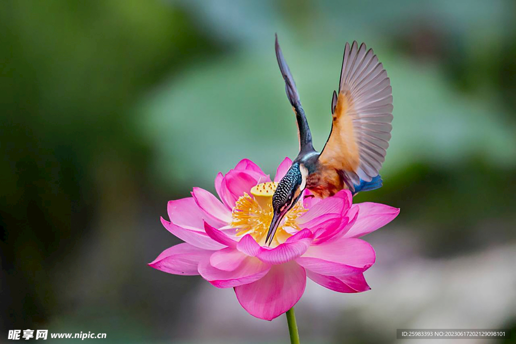 荷花