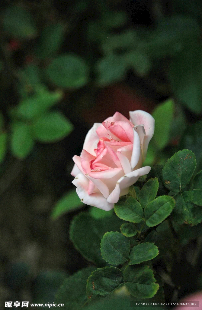 月季花