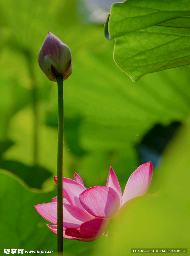 荷花