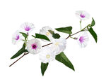 手绘花卉