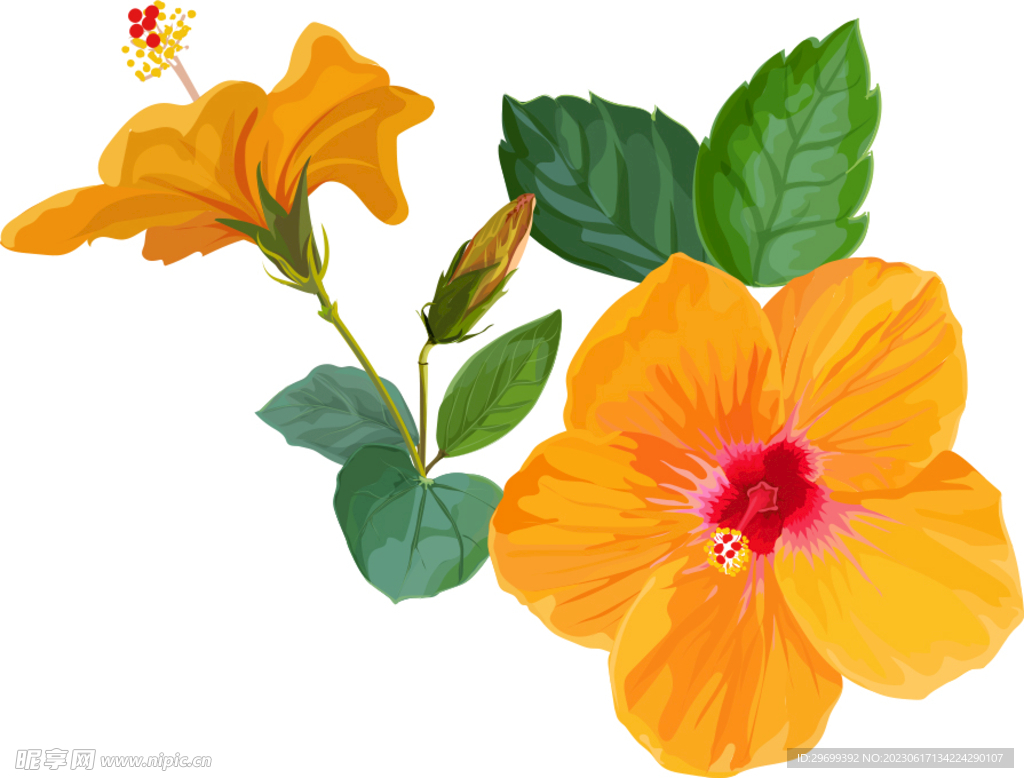 手绘花卉