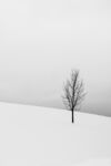 雪地风景画 装饰画 树