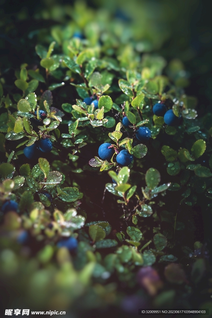 蓝莓树            
