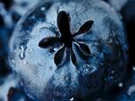 蓝莓细节