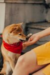 犬