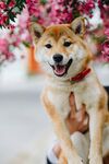 狗子