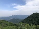 茶山