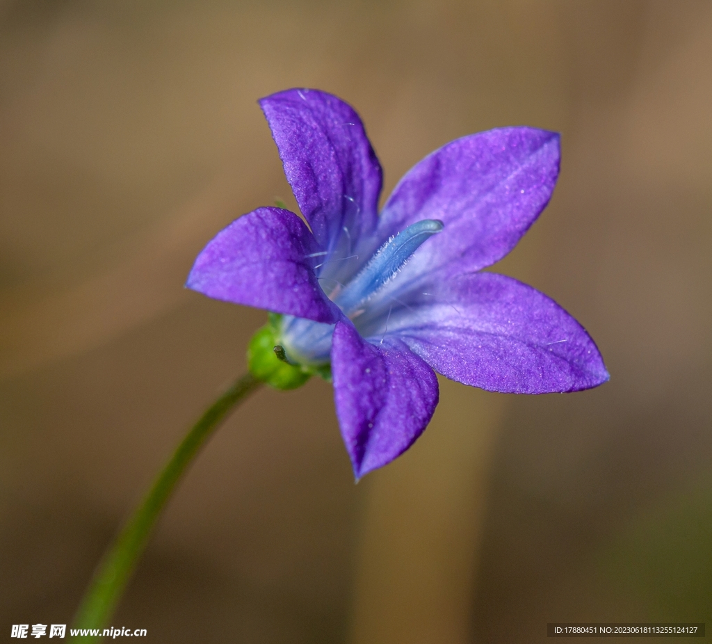 穿叶异檐花