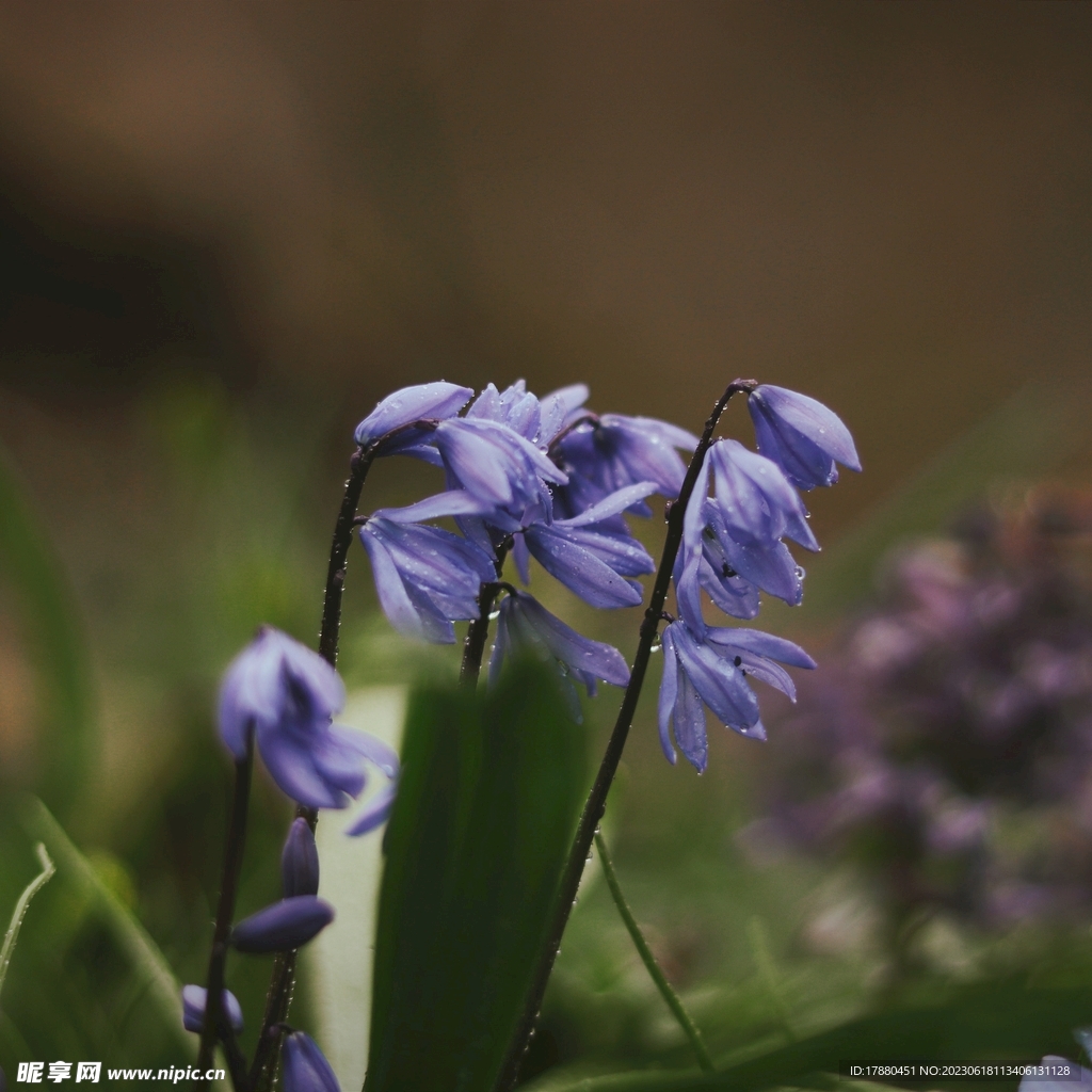 蓝铃花