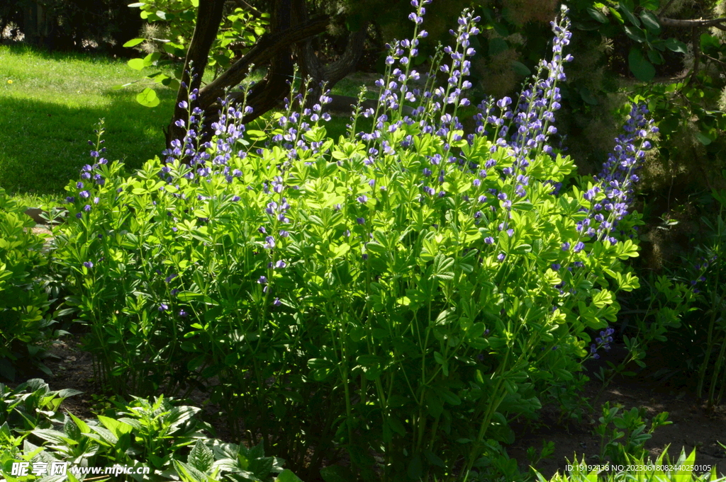 兰色豆荚花