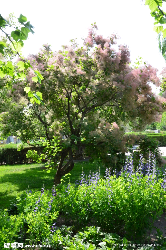 黄栌树花