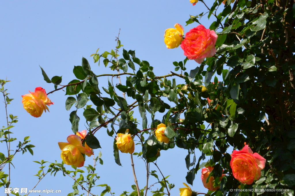 月季花