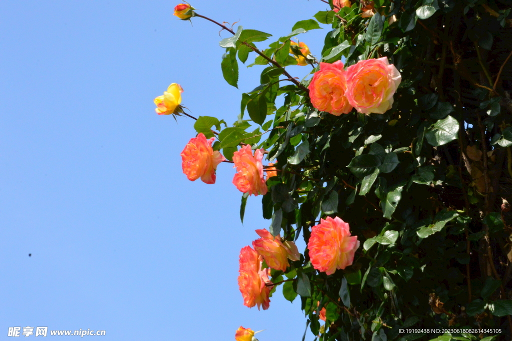 月季花 