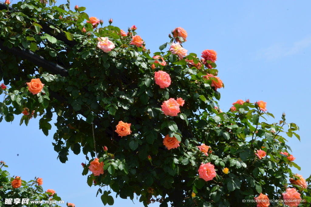 月季花