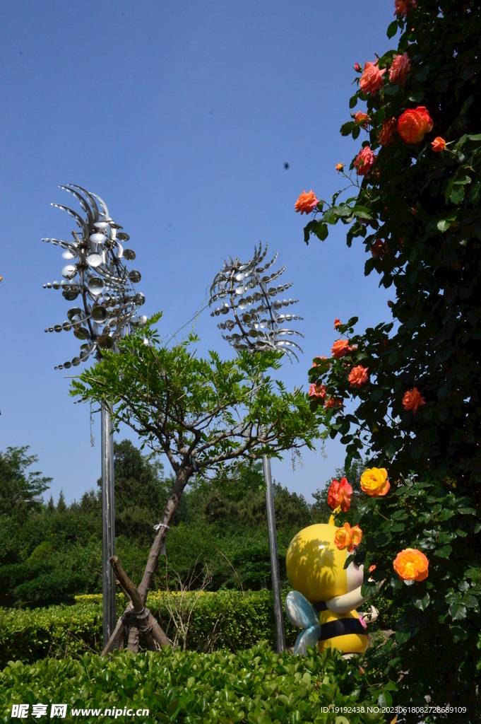 月季花