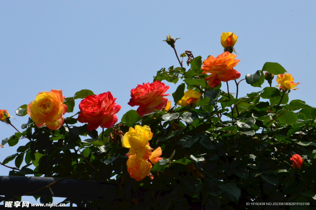 月季花