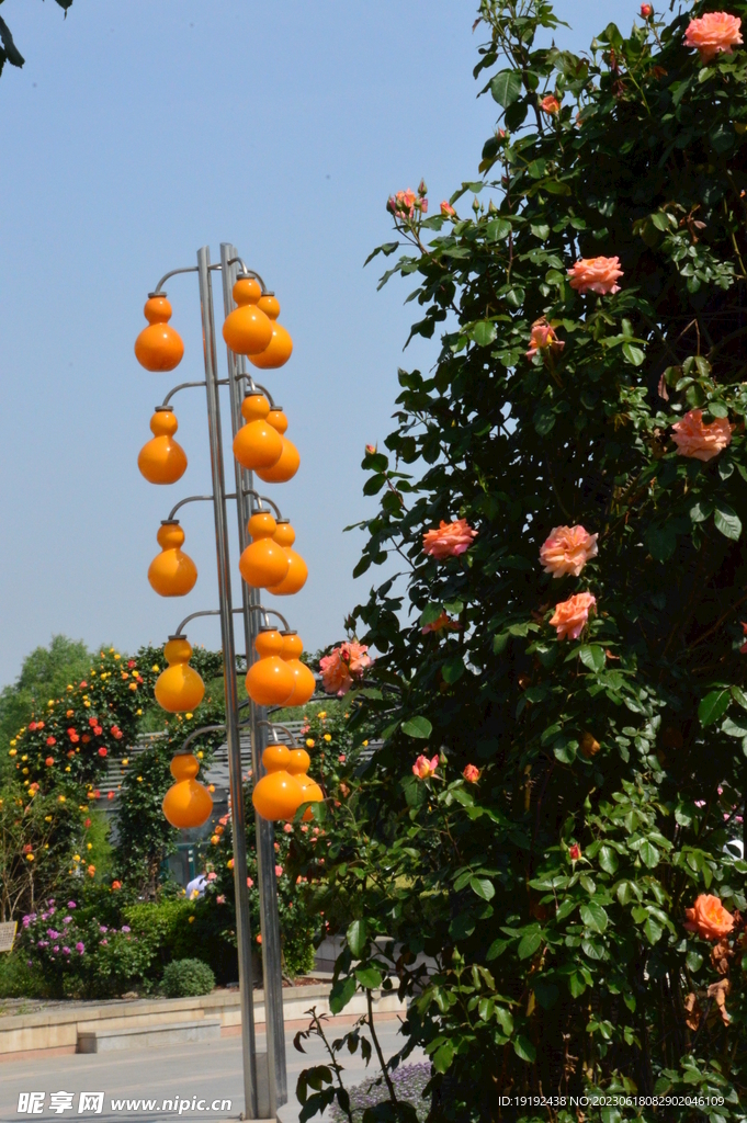月季花 