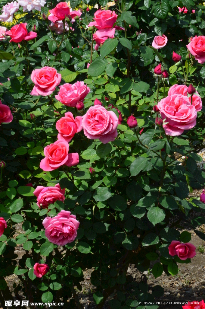 月季花 