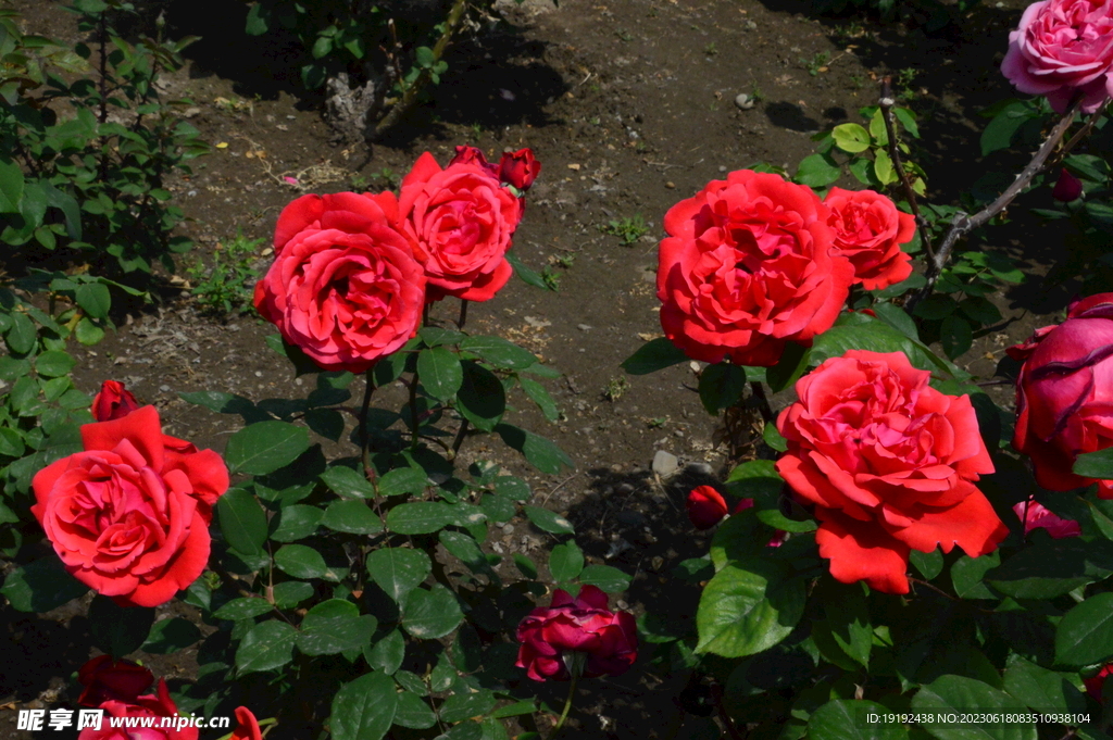 月季花