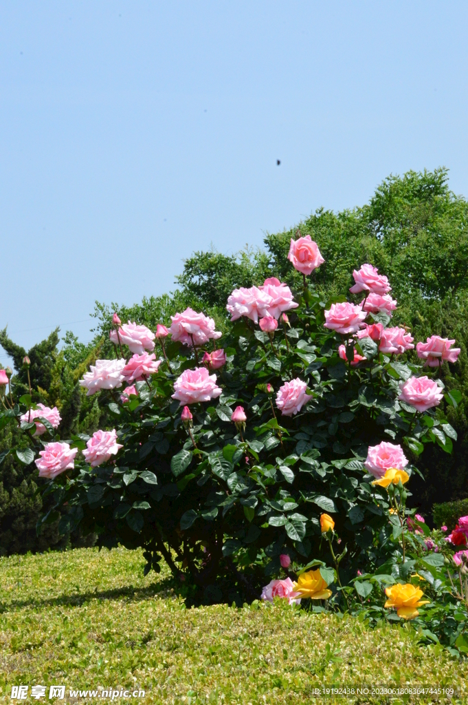 月季花