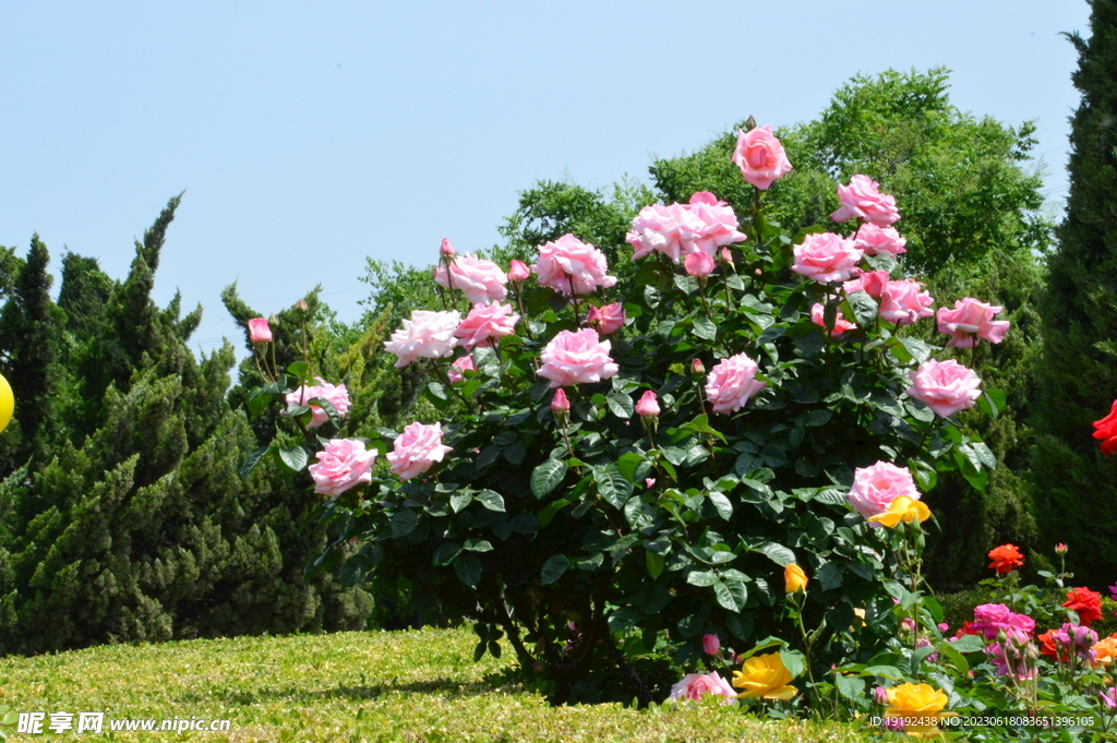 月季花